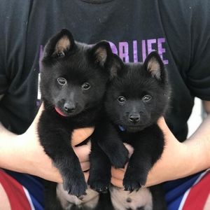 Meet your Posher, Louise